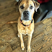 adopt a pet