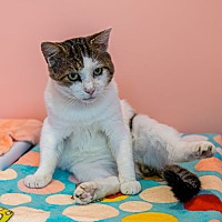 adopt a pet