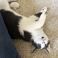 adopt a pet