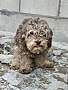 CHOCO - Poodle (Toy or Tea Cup) available for adoption