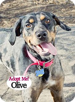 blue tick hound catahoula mix