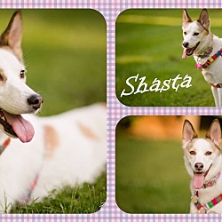 Thumbnail photo of Shasta #1