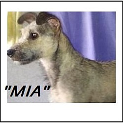 Thumbnail photo of Mia (in adoption process) #1
