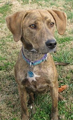 Huntsville Al Treeing Walker Hound Meet Sherman A Pet For Huntsville Al Treeing Walker
