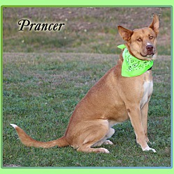 Thumbnail photo of Prancer #2