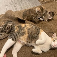 adopt a pet