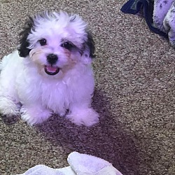 Photo of Sparky pending adopt