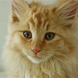 Photo of Tangerine**ADOPTED**