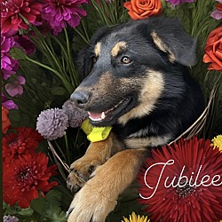 Photo of Jubilee