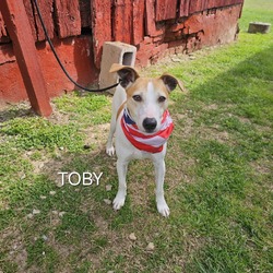 Thumbnail photo of Toby #4