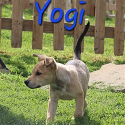 Photo of Yogi