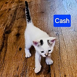 Thumbnail photo of Cash #3