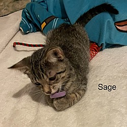 Thumbnail photo of Sage #1