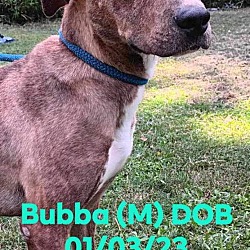 Thumbnail photo of Bubba #4