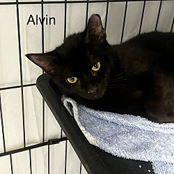 Thumbnail photo of Alvin #1