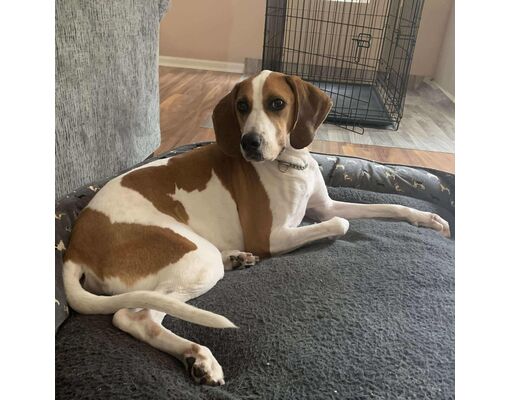 Mount Pleasant, Sc - Hound (unknown Type). Meet Alyssa A Pet For 