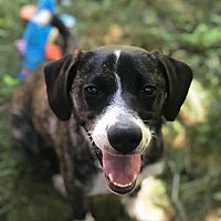 adopt a pet