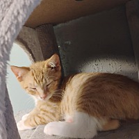 adopt a pet