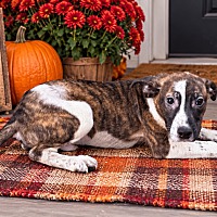 BENTLEY - Australian Shepherd / Beagle available for adoption