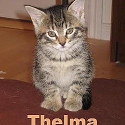 Thumbnail photo of Thelma - Adopted Dec 2015 #1