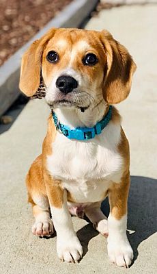 beagle sheltie