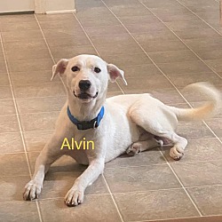 Photo of alvin