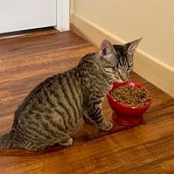 Photo of Mr. Binx