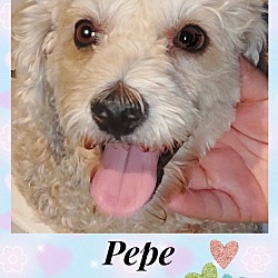 Thumbnail photo of PEPE - 3 YEAR MALE MALTESE MIX #2