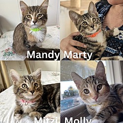 Thumbnail photo of Mandy, Marty, Mitzi & Molly #1