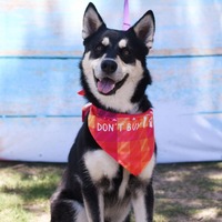 adopt a pet