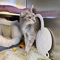 adopt a pet
