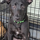 Adopt A Pet :: Kobe - Locust Grove, GA