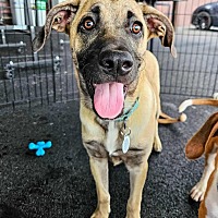 adopt a pet