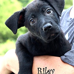 Thumbnail photo of Riley ~ adopted! #1