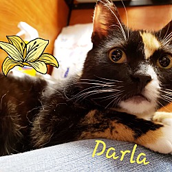 Photo of DARLA
