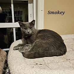 Thumbnail photo of Smokey #3