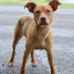 Photo of Clancy - Adoptable