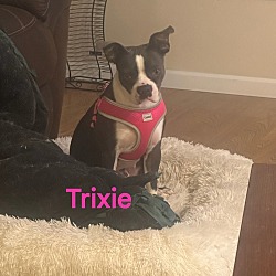 Photo of Trixie Lou-3918TN