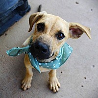 adopt a pet