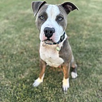 adopt a pet