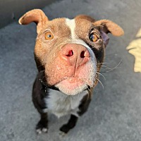 adopt a pet