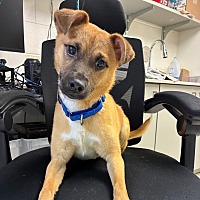 adopt a pet