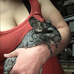 Thumbnail photo of 6 year grey female chinchilla #1