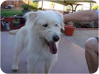 wheaten terrier lab mix