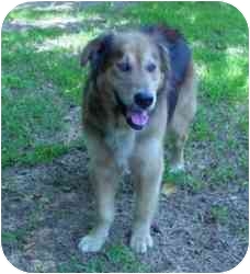 New Canaan Ct English Shepherd Meet Bud A Pet For Adoption