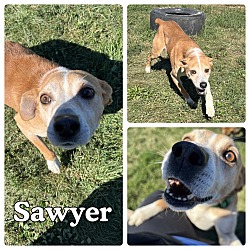 Photo of Sawyer