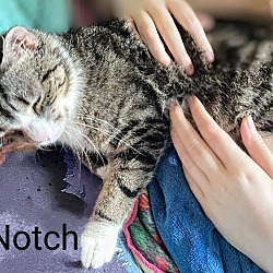 Thumbnail photo of Notch #3