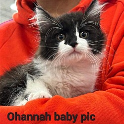 Thumbnail photo of Ohannah #4