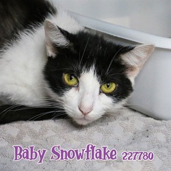 Photo of BABY SNOWFLAKE