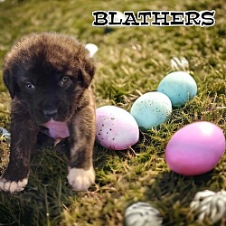 Photo of Blathers